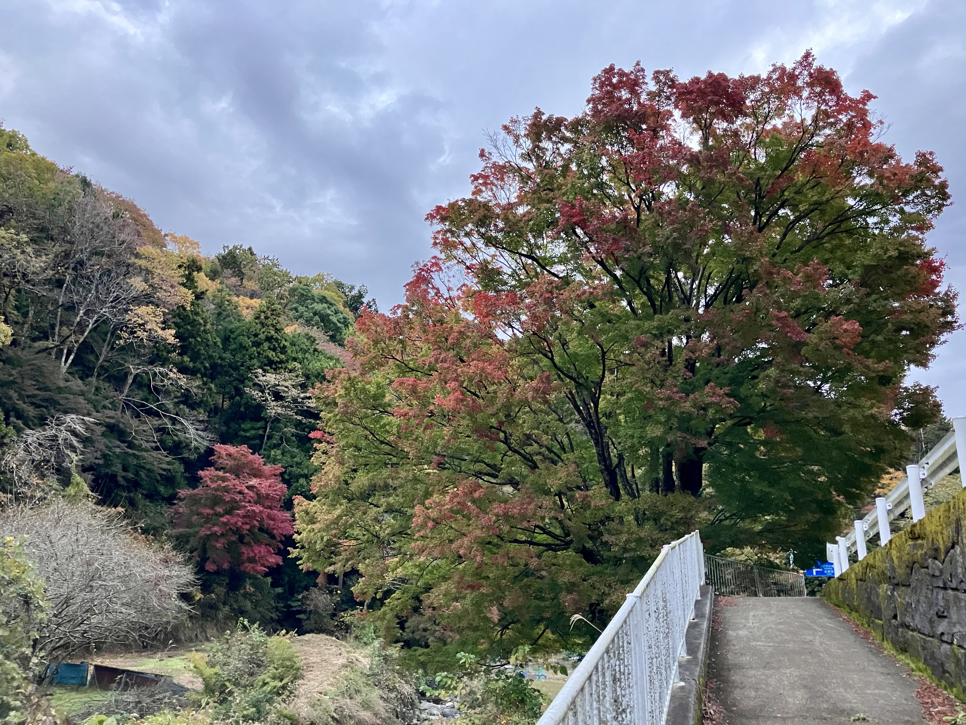 金太郎おおもみじ-川側