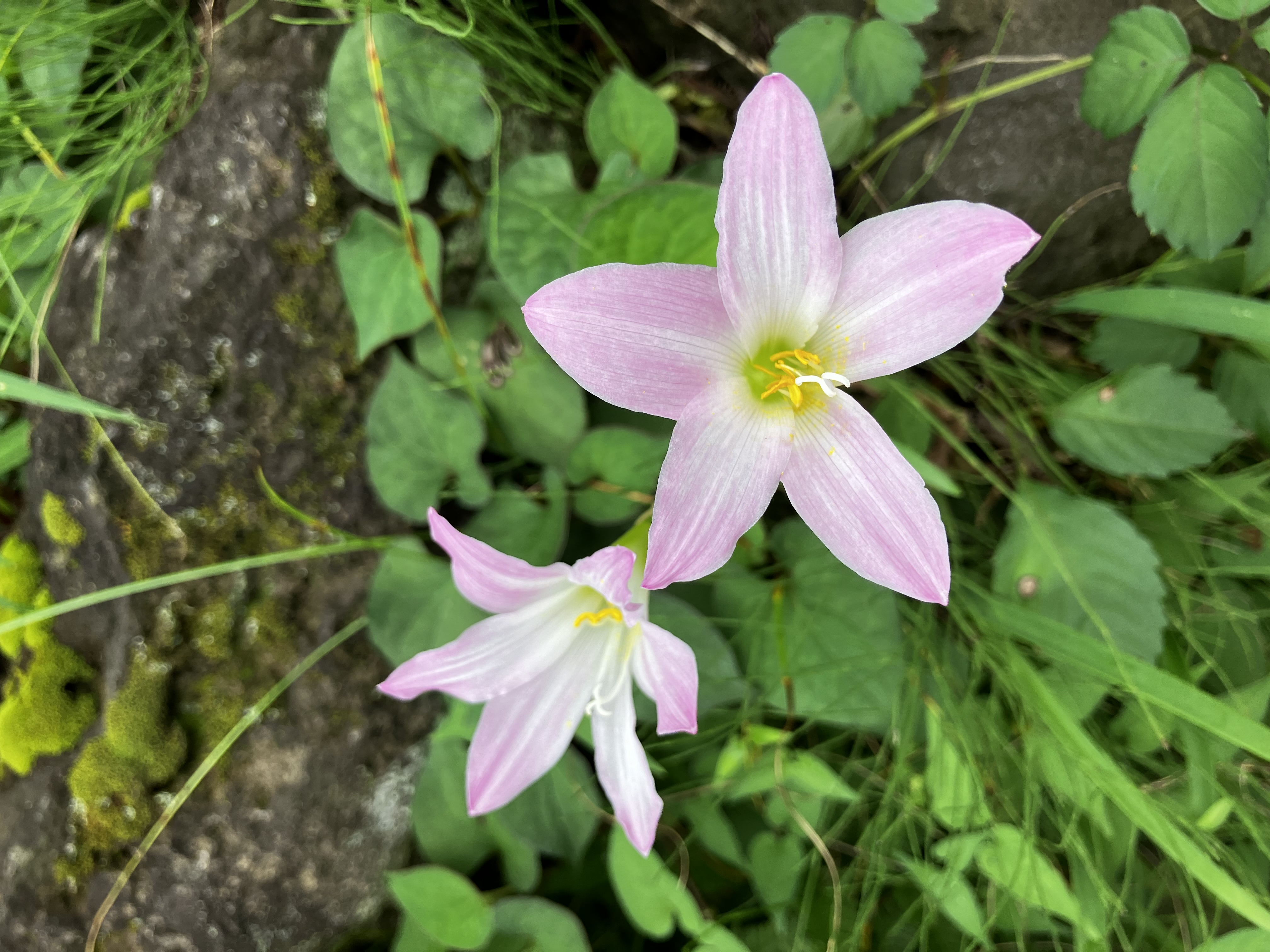 綺麗な花